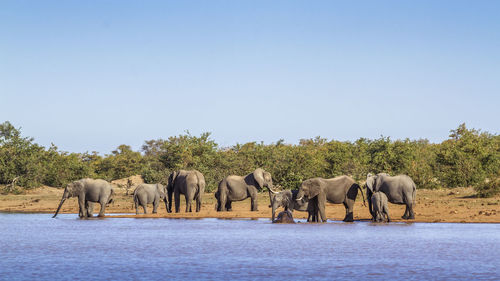 View of elephant and elephants