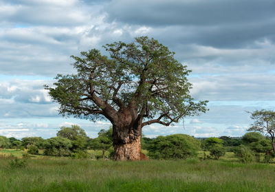 Tree on field against sky