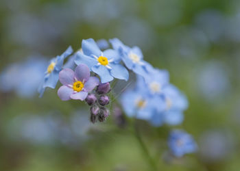 Close-up of purple flowering plant