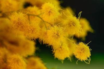 Close-up of yellow flowers