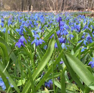 Close-up of purple flowers blooming in field