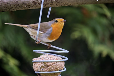 Close-up of bird perching on feeder