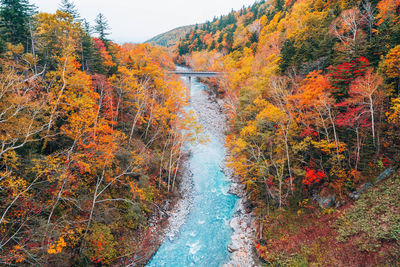 Autumn trees and plants in water