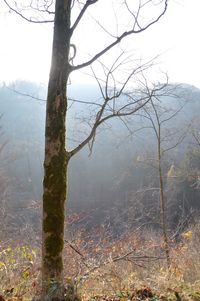 Trees in forest during foggy weather