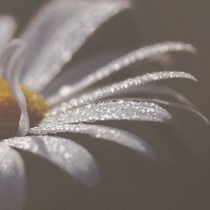 Close-up of water drops on leaf