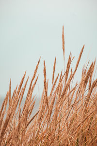 Close-up of stalks against clear sky