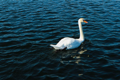 High angle view of bird swimming in lake