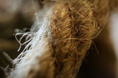 Close-up of plant