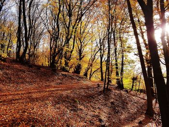 Trees in forest during autumn