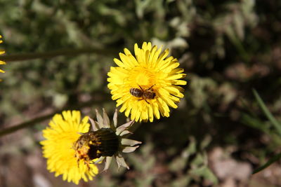 Close-up of bee pollinating yellow flower