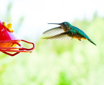 Close-up of bird flying