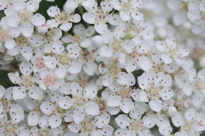 Close-up of white cherry blossom tree