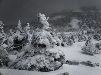 Frozen trees on snow covered field