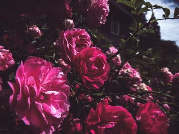 Close-up of pink flowers