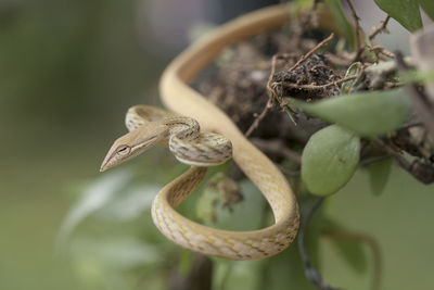 Close-up of lizard on leaf