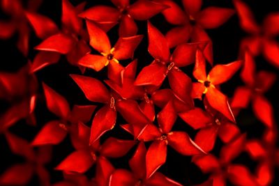 Full frame shot of dry leaves