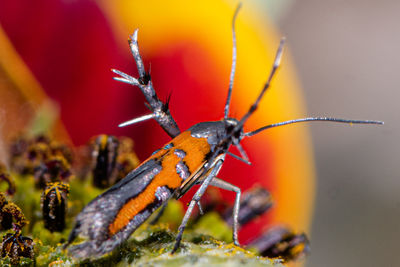 Close-up of insect on red flower