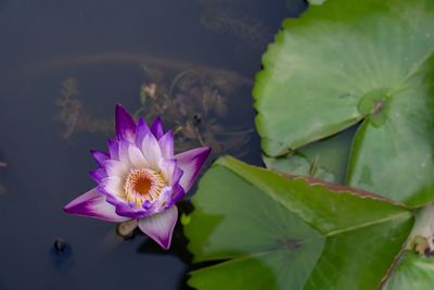 Close-up of lotus water lily in pond