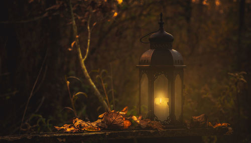 Close-up of illuminated autumn trees at night