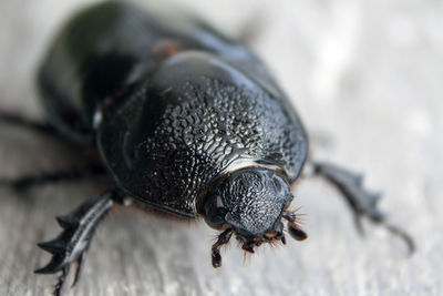 Close-up of beetle on rock