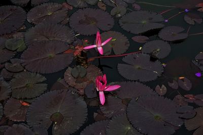 High angle view of flowers floating on water