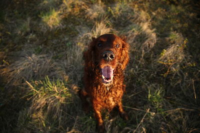 Portrait of dog sticking out tongue