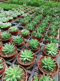 High angle view of potted plants