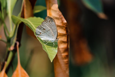 Close-up of butterfly on leaf