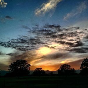 Silhouette of trees at sunset