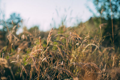 Close-up of plants on field against sky