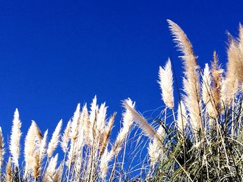 Low angle view of plants on field against clear blue sky