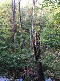 Trees in forest