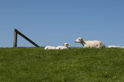 Baby lamb enjoying the sun next to sheep