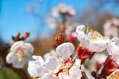 Close-up of insect on cherry blossom