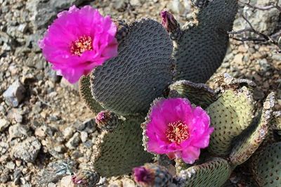 Close-up of pink flowers