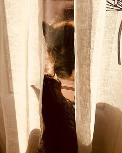 View of a cat looking through window