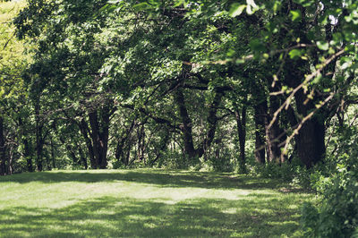 Trees growing in a park
