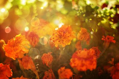 Full frame of yellow flowers