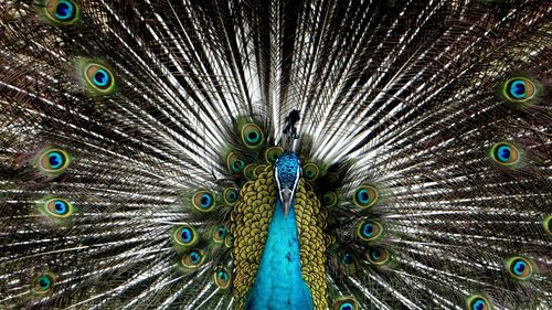 Close-up of peacock