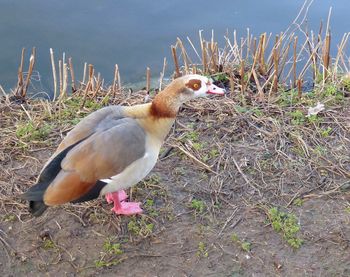 Close-up of swan perching on grass in water