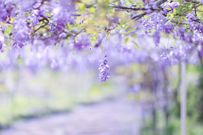 Close-up of lavender flowers