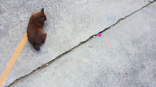 High angle view of cat on street