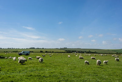 Sheep in a field