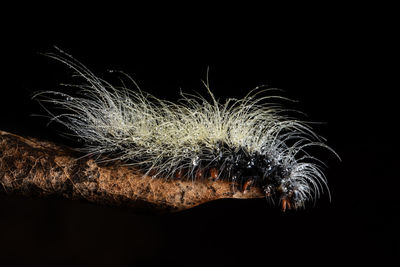 Close-up of caterpillar on stick against black background
