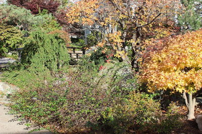Plants and trees in park during autumn