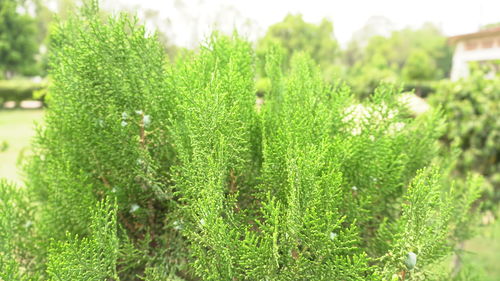 Close-up of fresh green plants