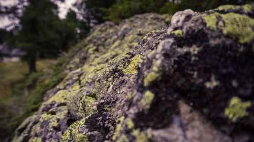 Close-up of moss on rock