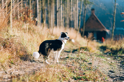 Black dog standing on field