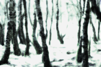Close-up of trees in forest during winter