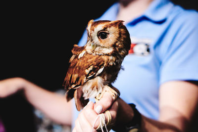 Midsection of man holding owl